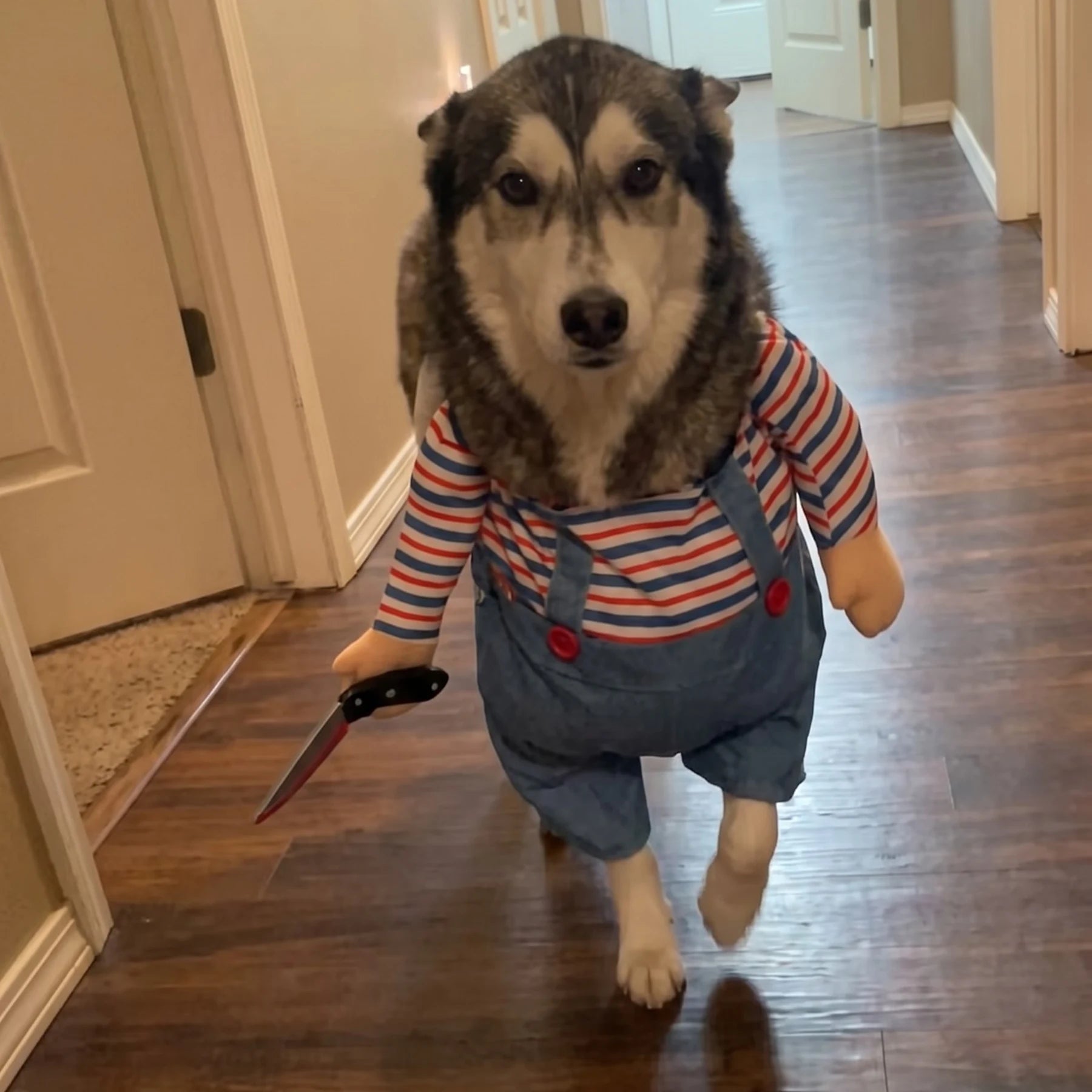 Disfraces para Mascotas — El que se roba la fiesta