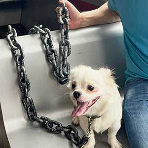 IronPaw en un perrito pequeño